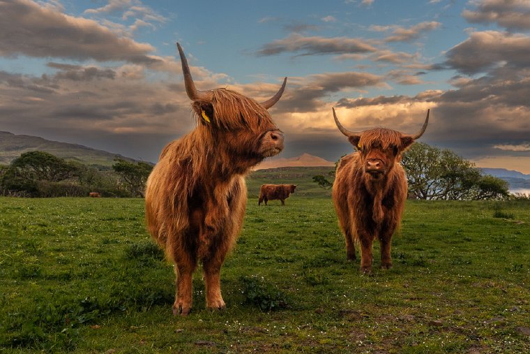 100 Isle of Mull, hooglanders.jpg